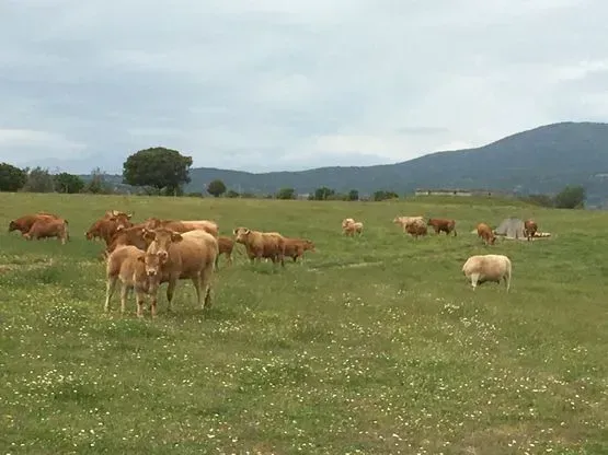 Una manada de vacas en un campo de hierba con montañas al fondo