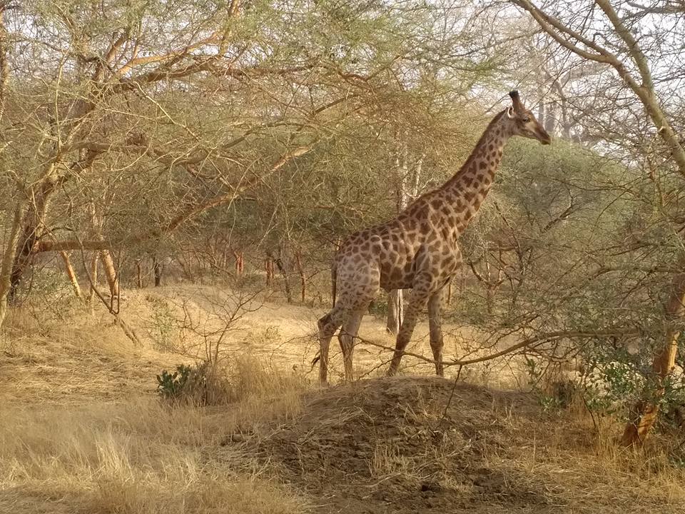 Girafe