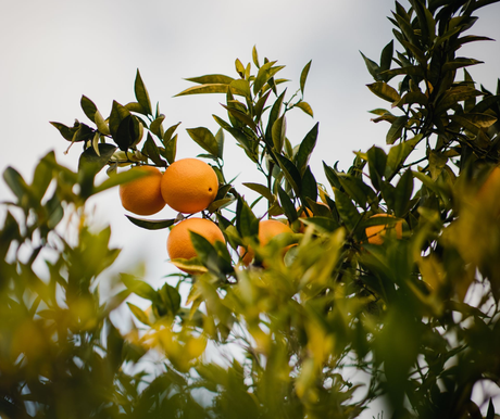Una naranja colgando de un árbol entre hojas verdes, con el cielo desenfocado de fondo.