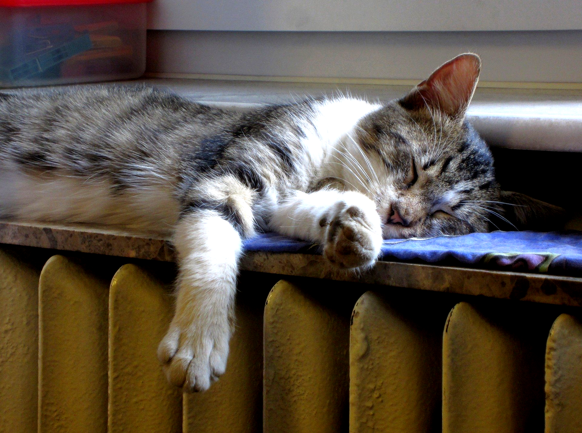 Chat dormant sur un radiateur