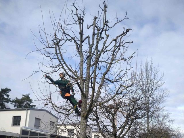 élager les arbres