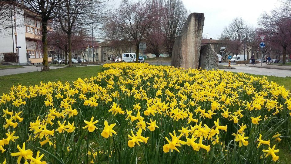 jardins de fleurs jaunes