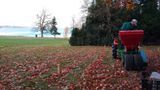 ramassage des feuilles mortes