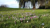 plantation de fleurs