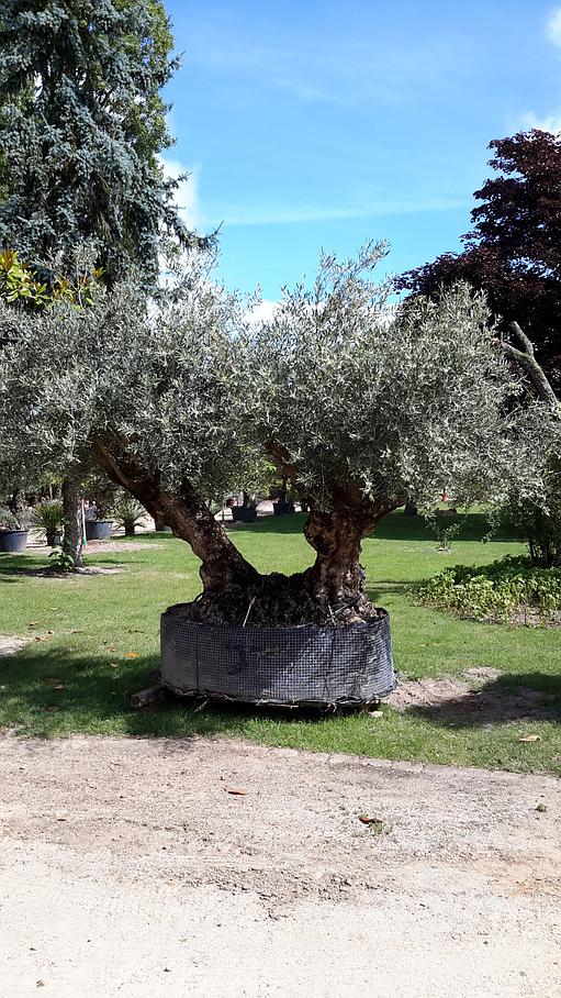 Arbre à planter livraison