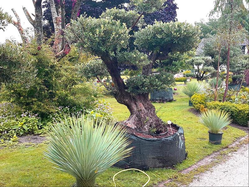 Vente d'arbre et plantation