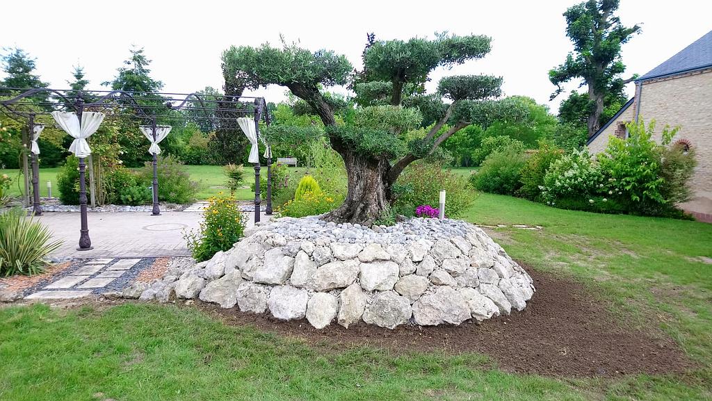 Massif rochers et bonzaï