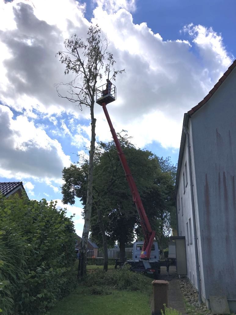 Baumfällung
