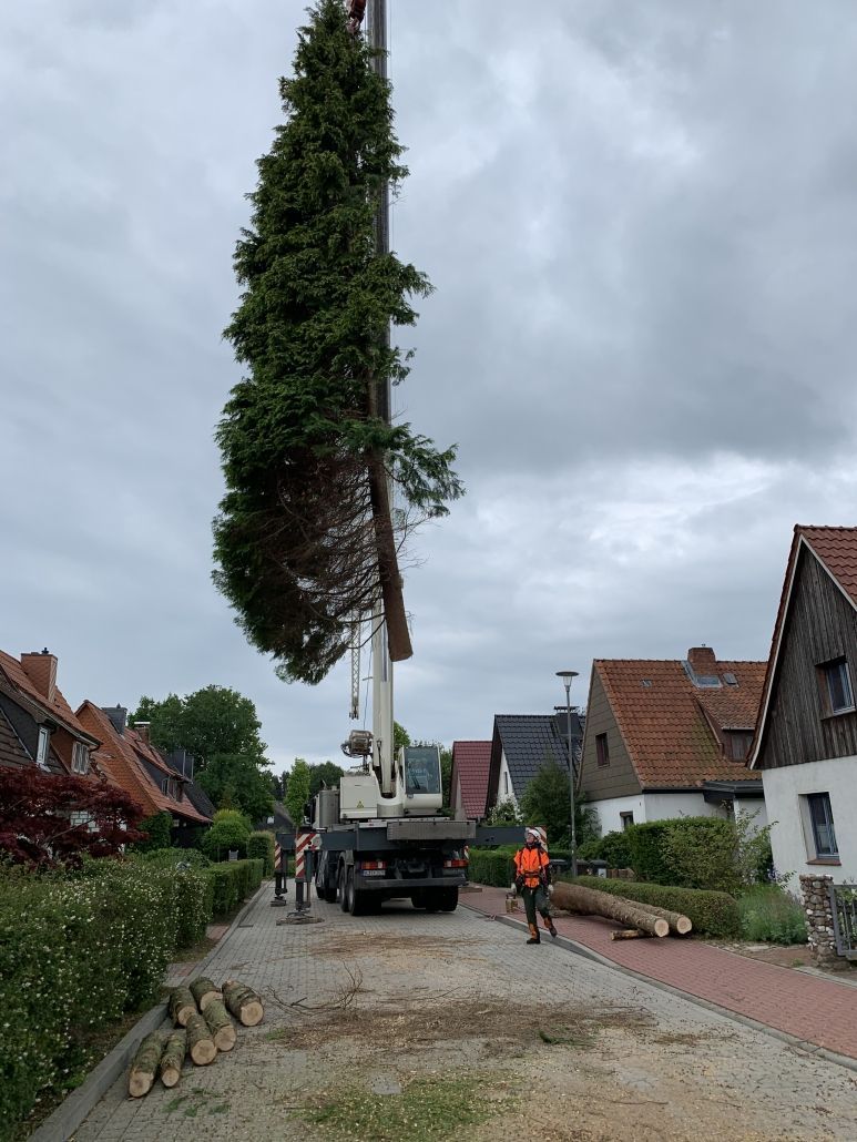 Baumfällung