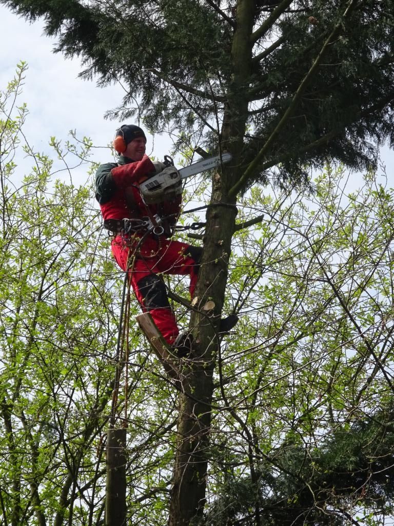 Baumfällung