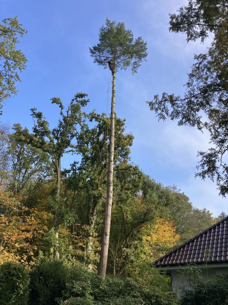 Baumfällung