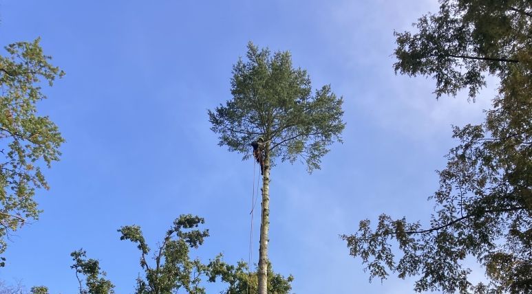 Baumfällung