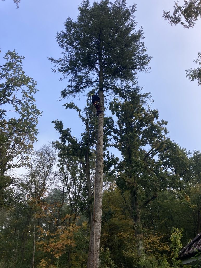 Baumfällung