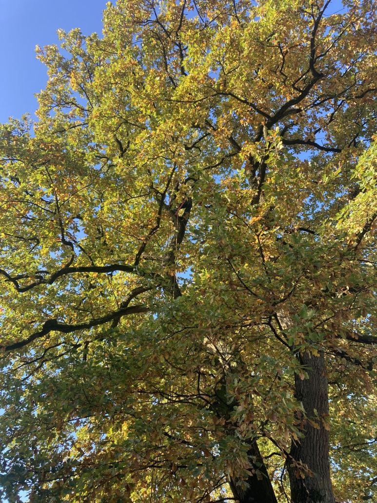 Baumfällung