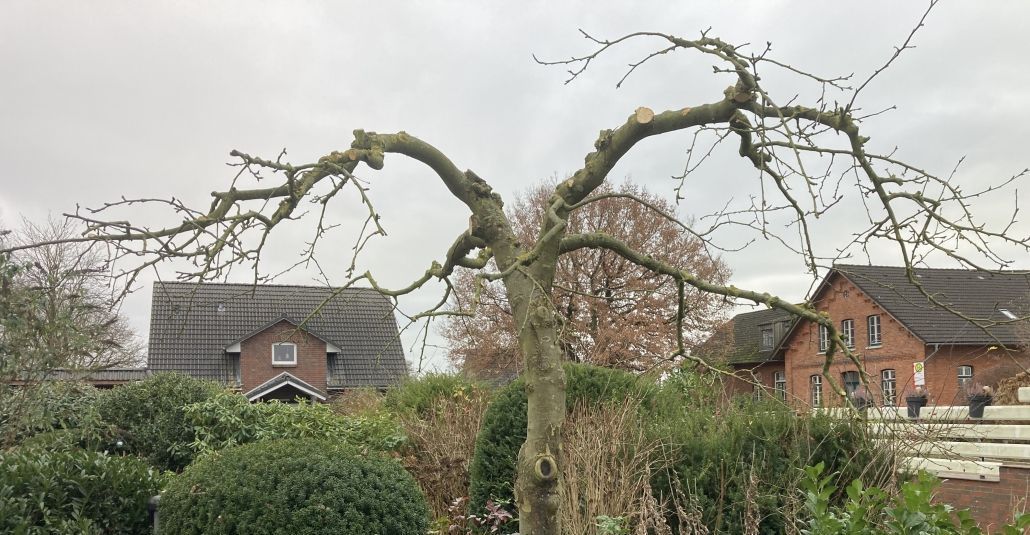 Obstbaum schneiden