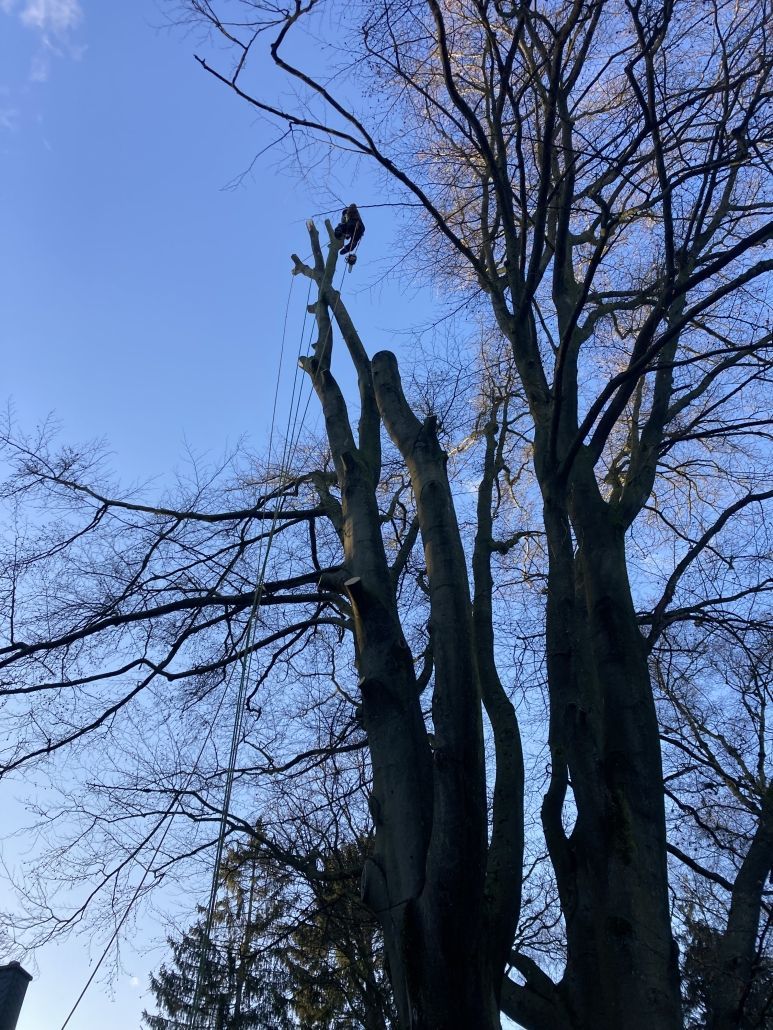 Baumfällung