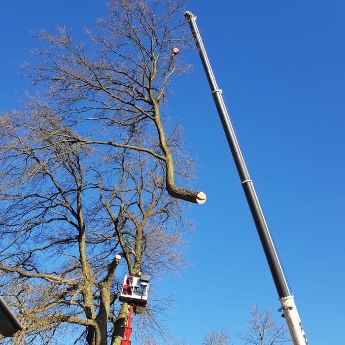 Baumfällung mit Kran