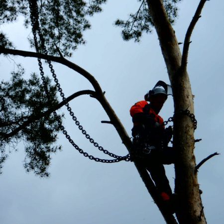 Baumfällung mit Kran