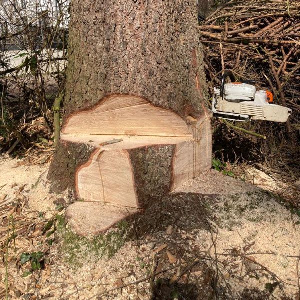 Baumfällung