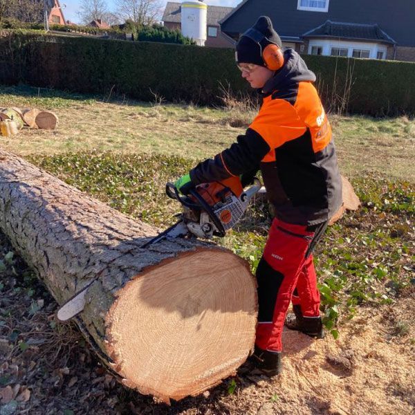 Baumfällung