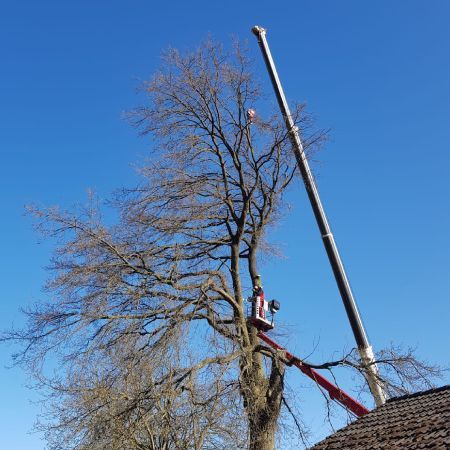 Baumfällung mit Kran