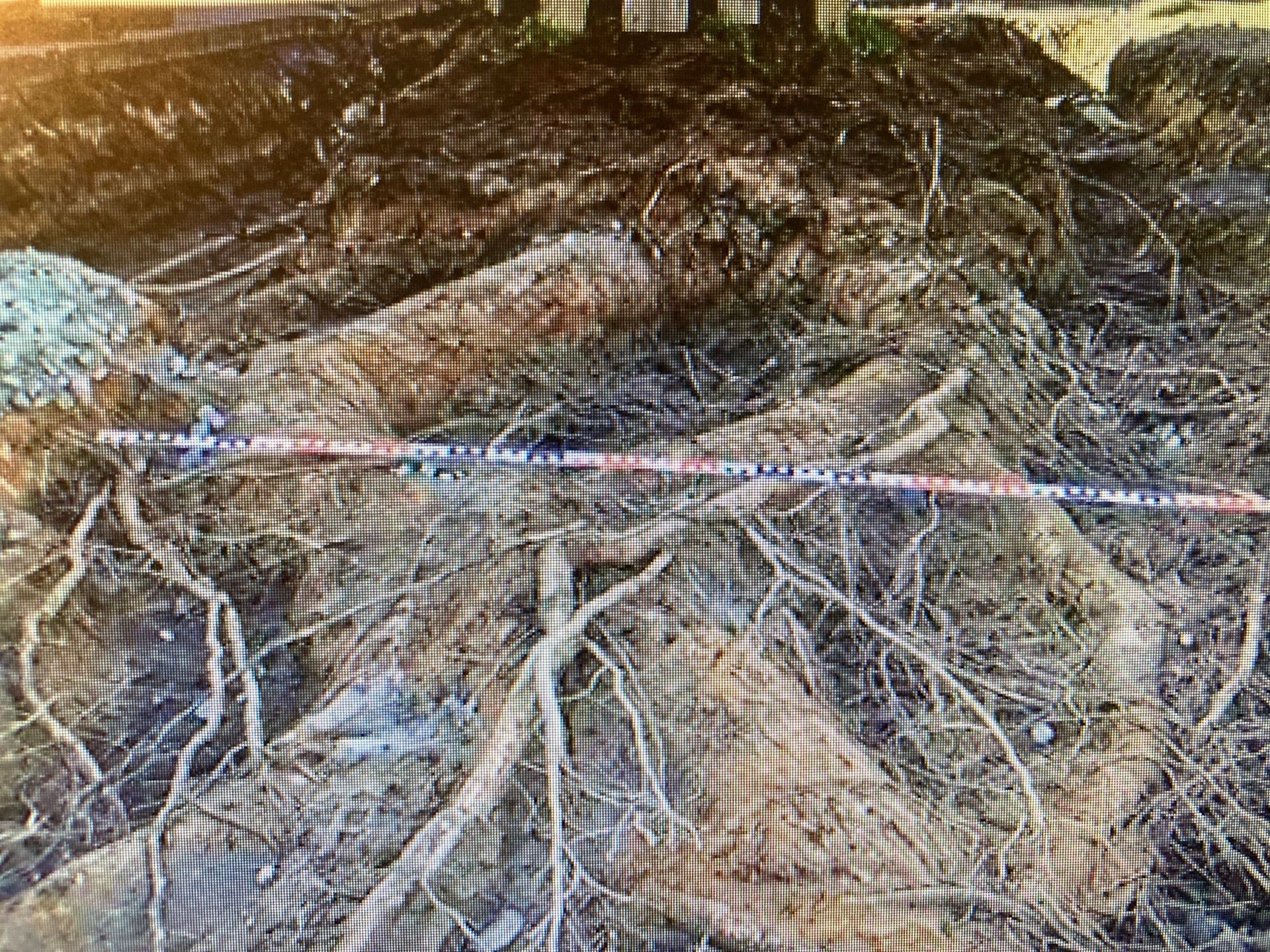 Was bringt Ihnen eine baumschutzfachliche Baubegleitung bei Wedel?