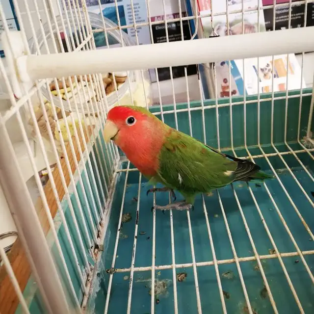 Un pájaro verde y rojo está sentado en una jaula.
