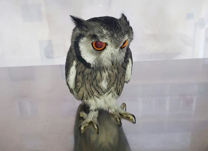 Un pequeño búho está sentado en una mesa y mira a la cámara.