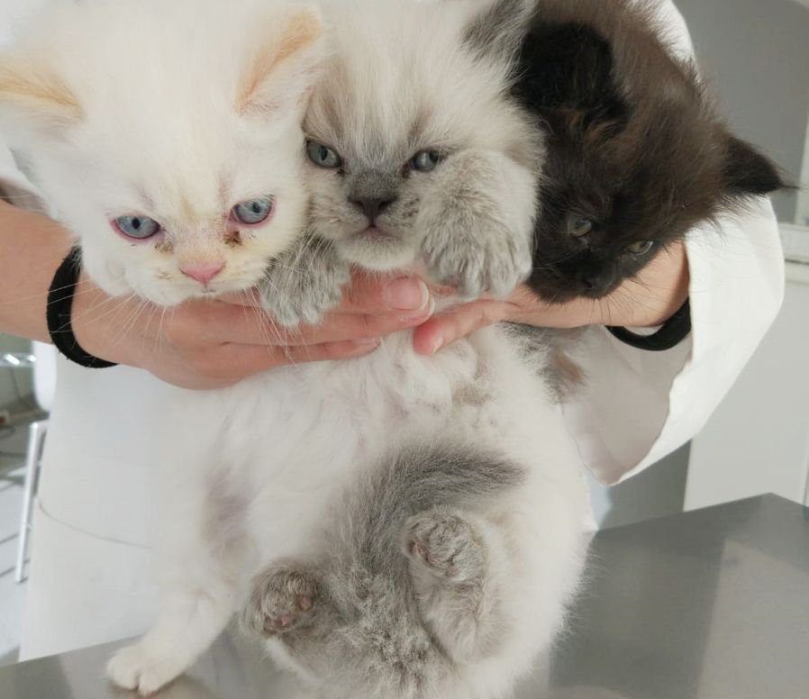 Una persona sostiene tres gatitos en sus manos.