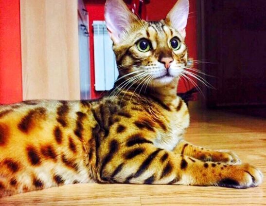 Un gato de Bengala está acostado en el suelo y mira a la cámara.