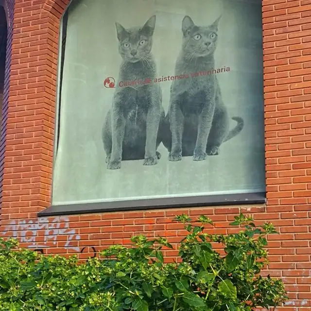 Una imagen de dos gatos en una pared de ladrillos.