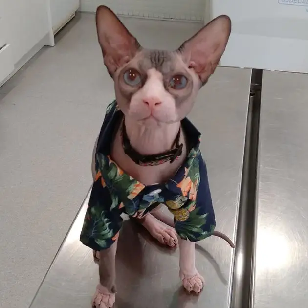 Un gato sin pelo con una camisa floreada se sienta en una mesa.