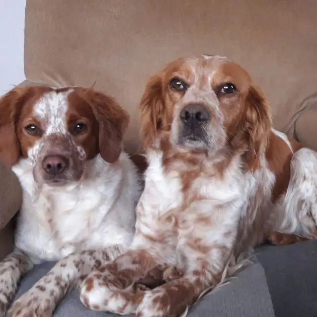 Dos perros marrones y blancos están sentados uno al lado del otro en un sofá.