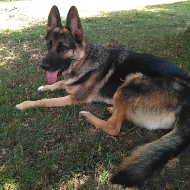 Un perro pastor alemán está tumbado en la hierba con la lengua fuera.