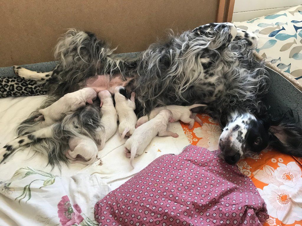 English Setters - Running To Stand Still