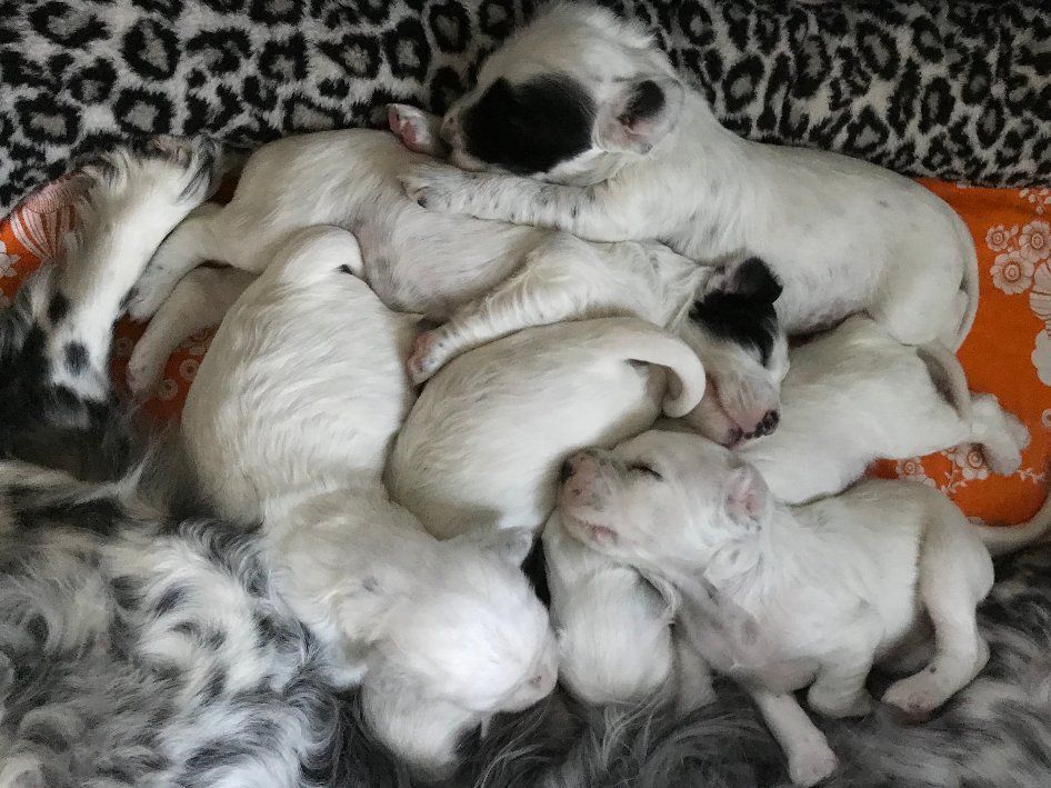 English Setters - Running To Stand Still