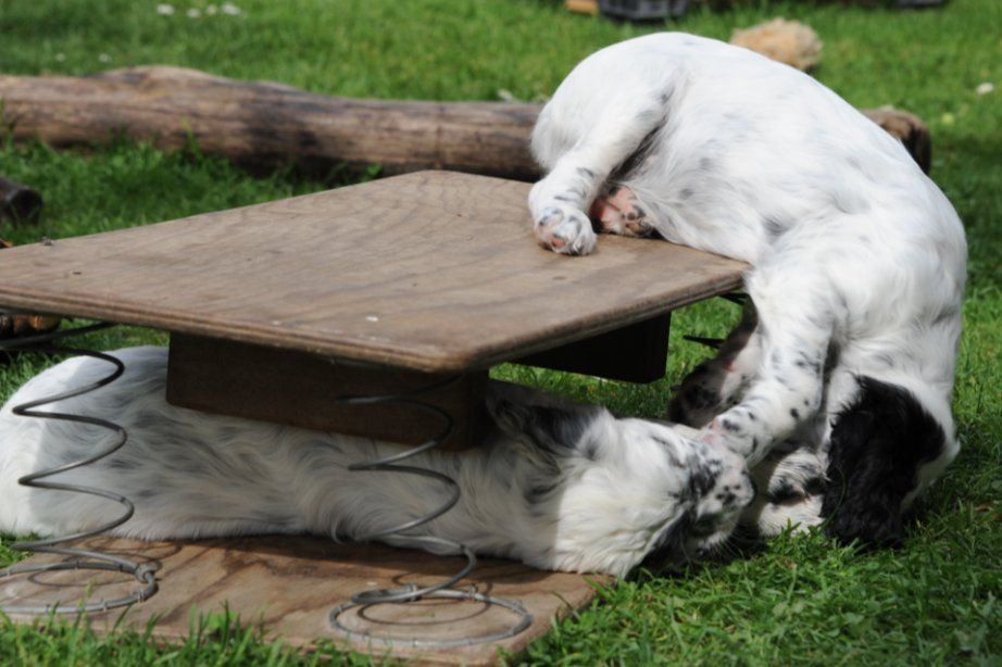 English Setters - Running To Stand Still