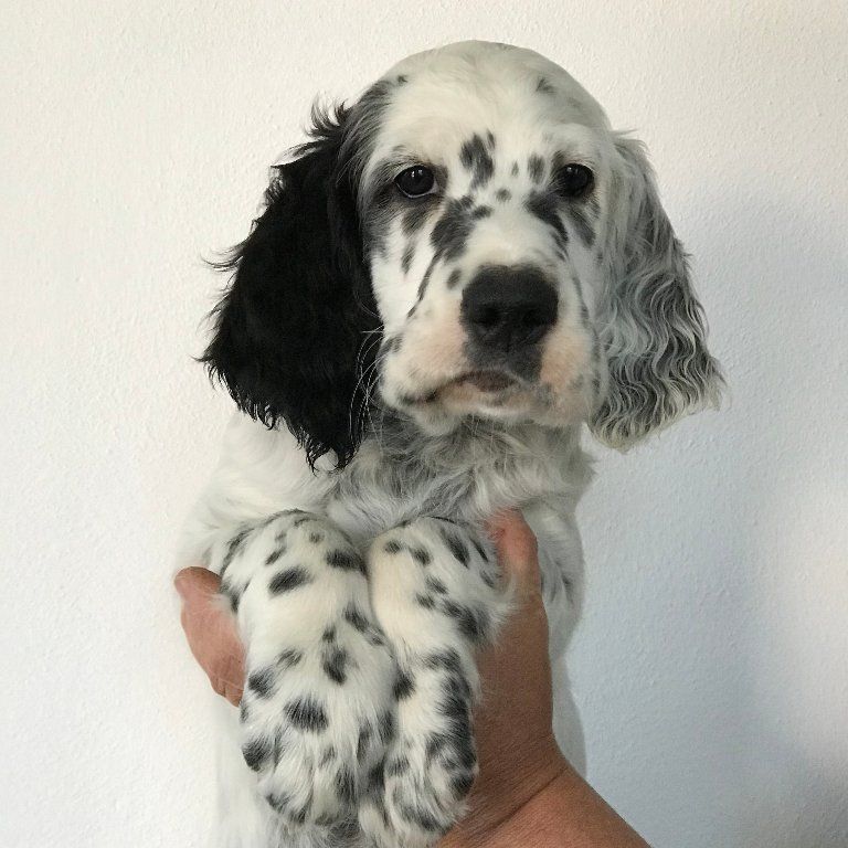 English Setters - Running To Stand Still