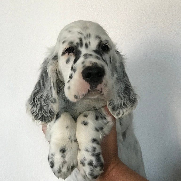 English Setters - Running To Stand Still