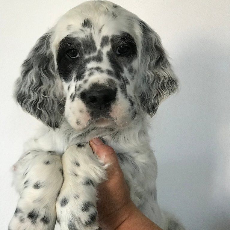 English Setters - Running To Stand Still