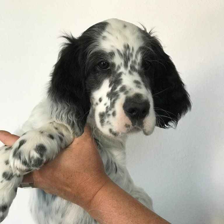 English Setters - Running To Stand Still
