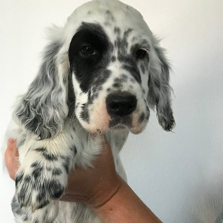 English Setters - Running To Stand Still