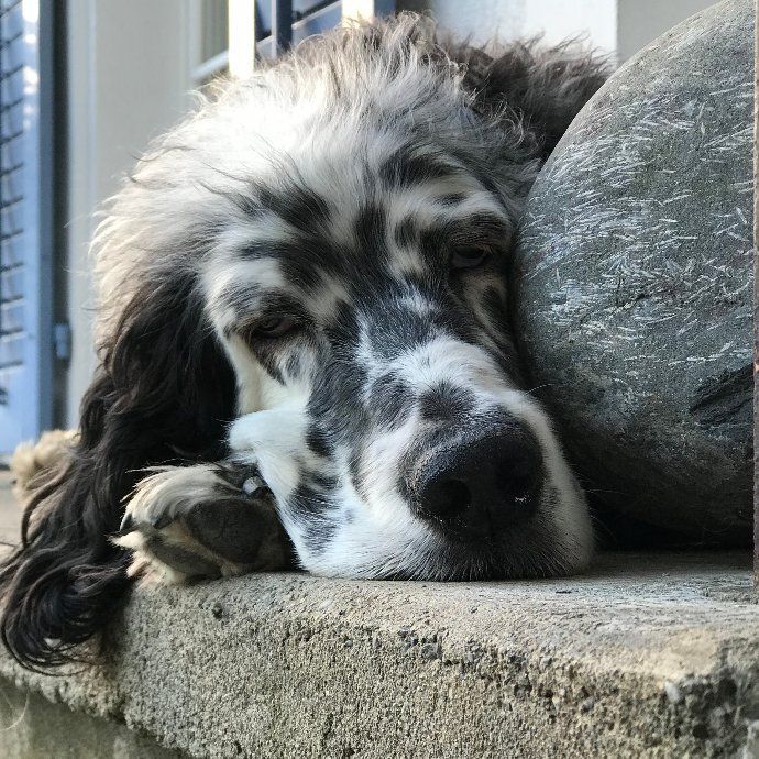 English Setters - Running To Stand Still