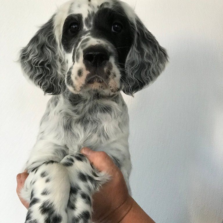 English Setters - Running To Stand Still