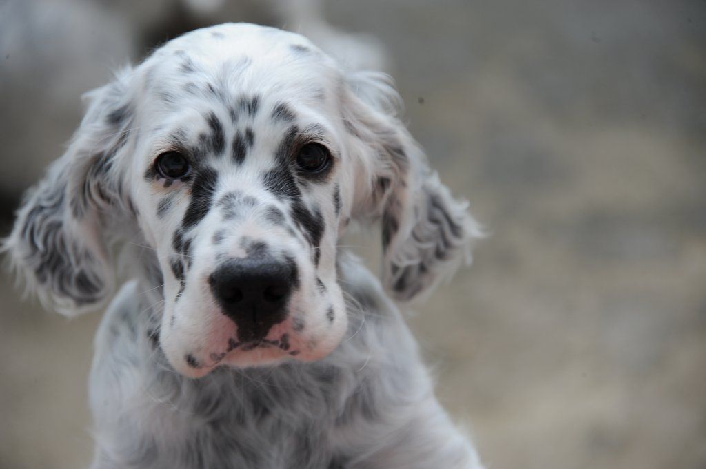 English Setters - Running To Stand Still