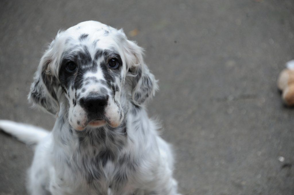 English Setters - Running To Stand Still