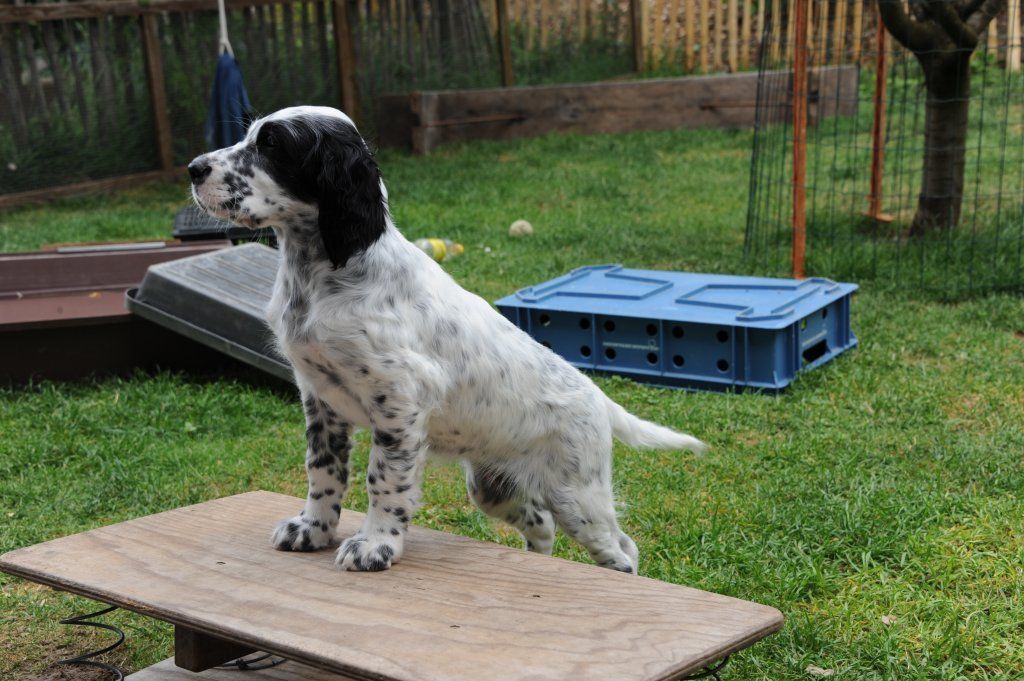 English Setters - Running To Stand Still
