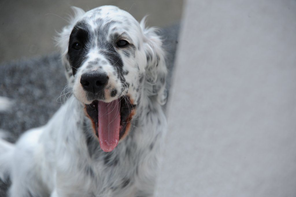 English Setters - Running To Stand Still