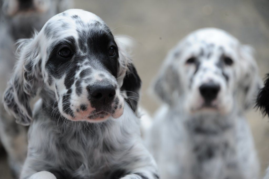 English Setters - Running To Stand Still