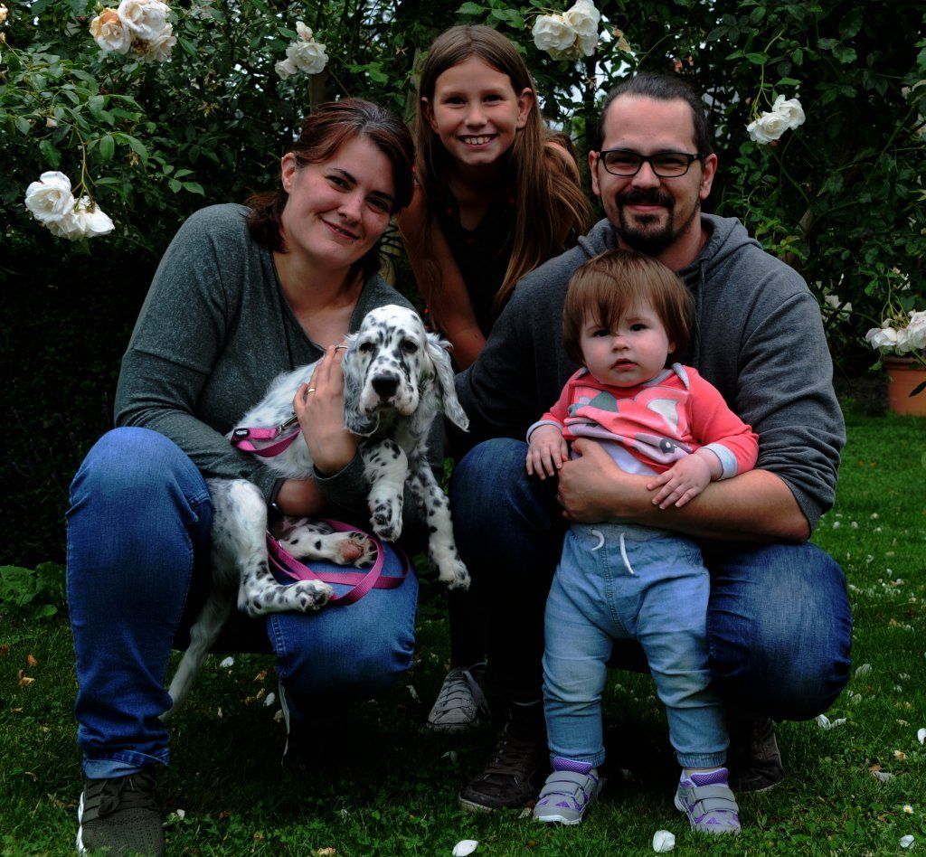 English Setters - Running To Stand Still